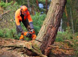 Best Utility Line Clearance  in Roswell, NM