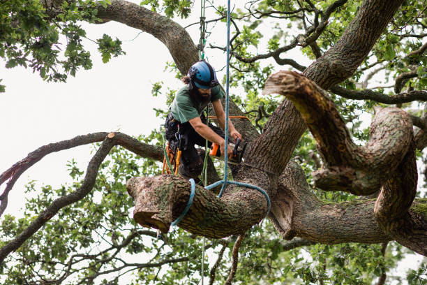 Best Tree Mulching  in Roswell, NM