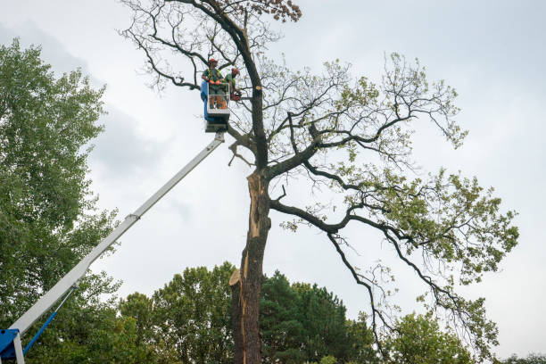 Best Leaf Removal  in Roswell, NM